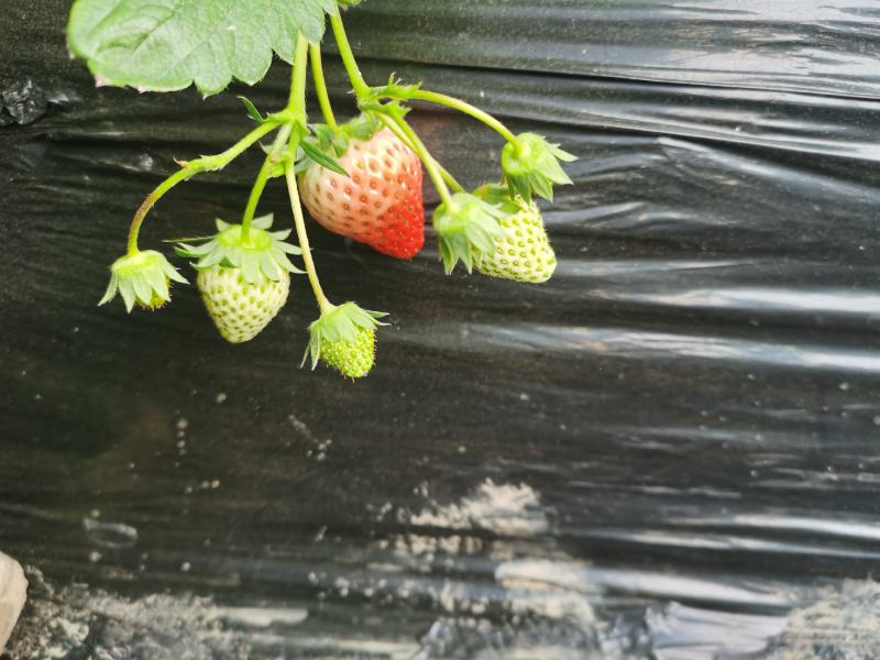 红颜草莓