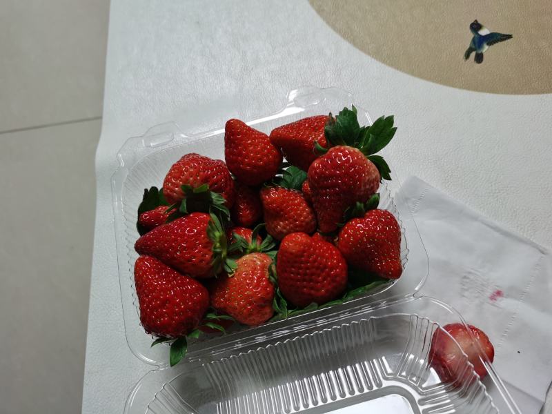 红颜草莓
