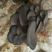 【优选】河北平菇灰平菇3~5厘米黑色厚，一手货源