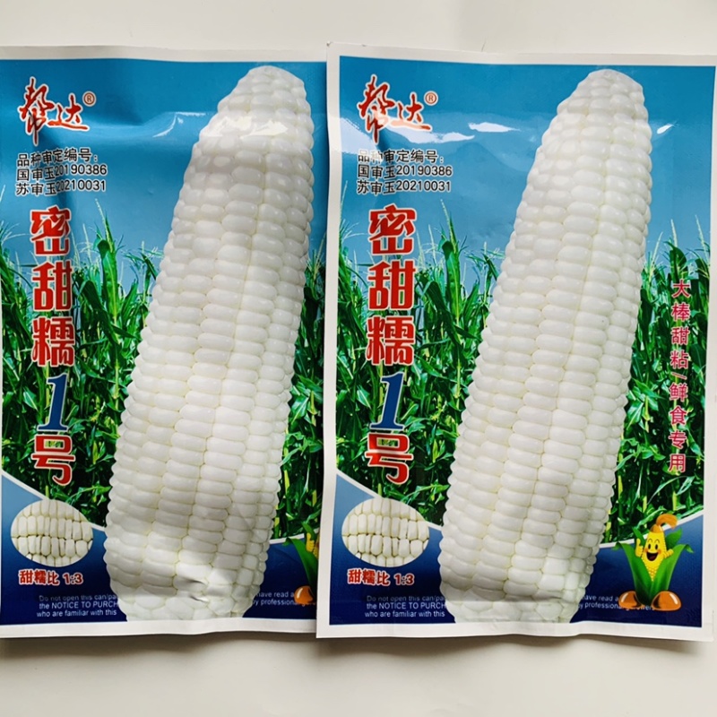 帮达国审玉米种子密甜糯1号白糯玉米种子大棒甜粘鲜食玉米