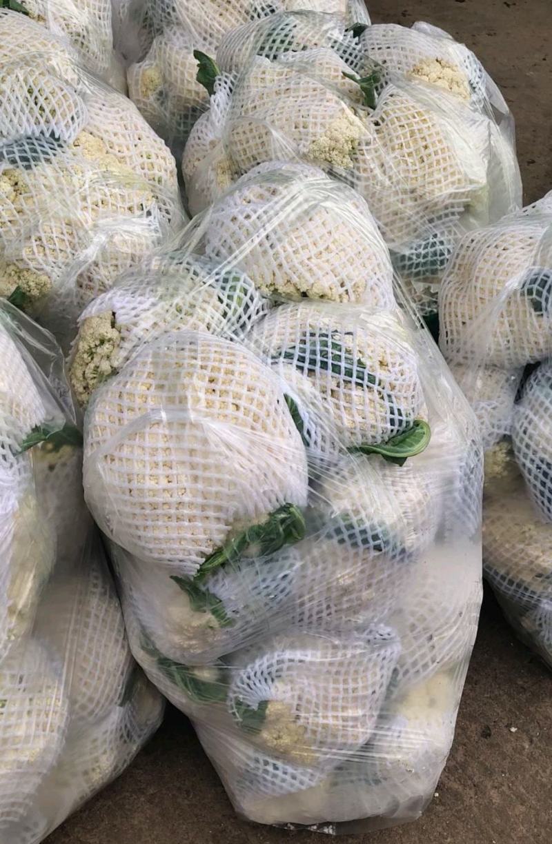 有机花菜开封松花菜大量上市价格便宜一手货源代发全国