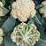 有机花菜开封松花菜大量上市价格便宜一手货源代发全国