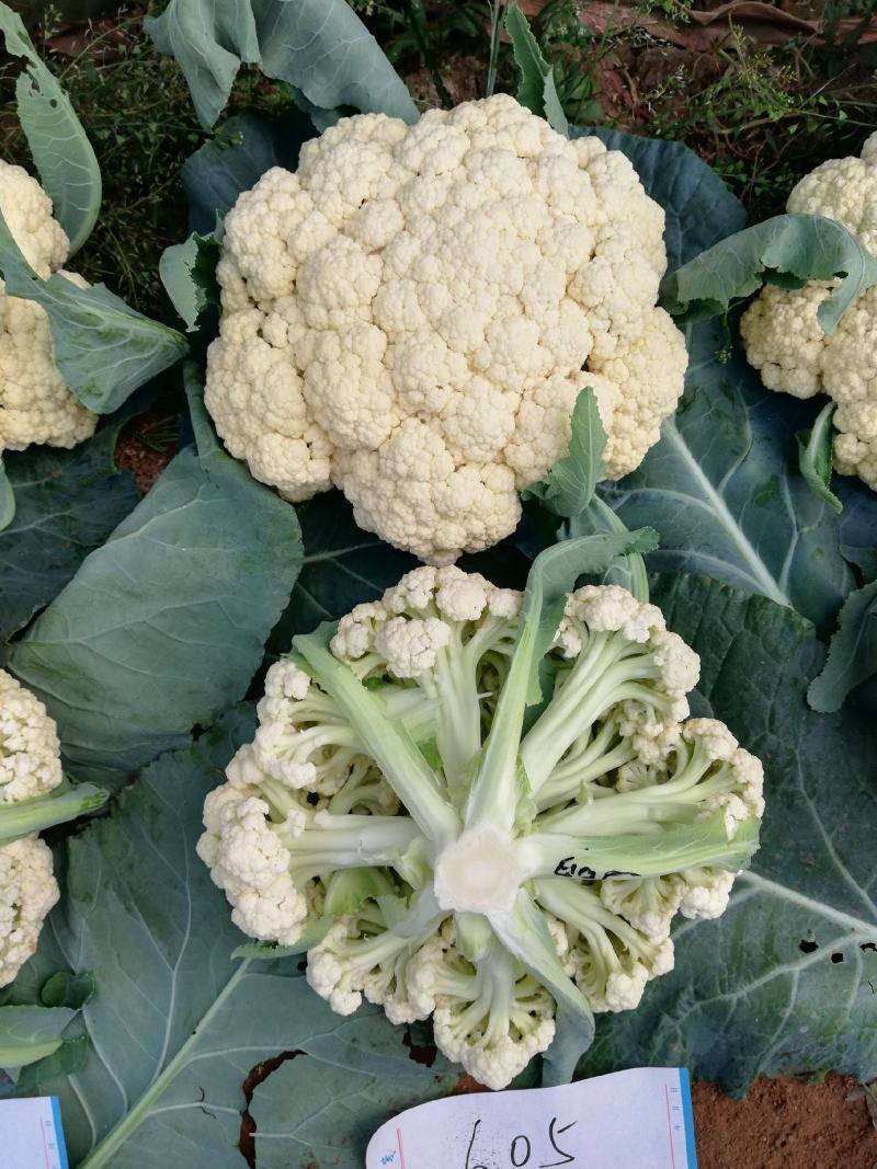 有机花菜开封松花菜大量上市价格便宜一手货源代发全国