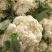 有机花菜开封松花菜大量上市价格便宜一手货源代发全国