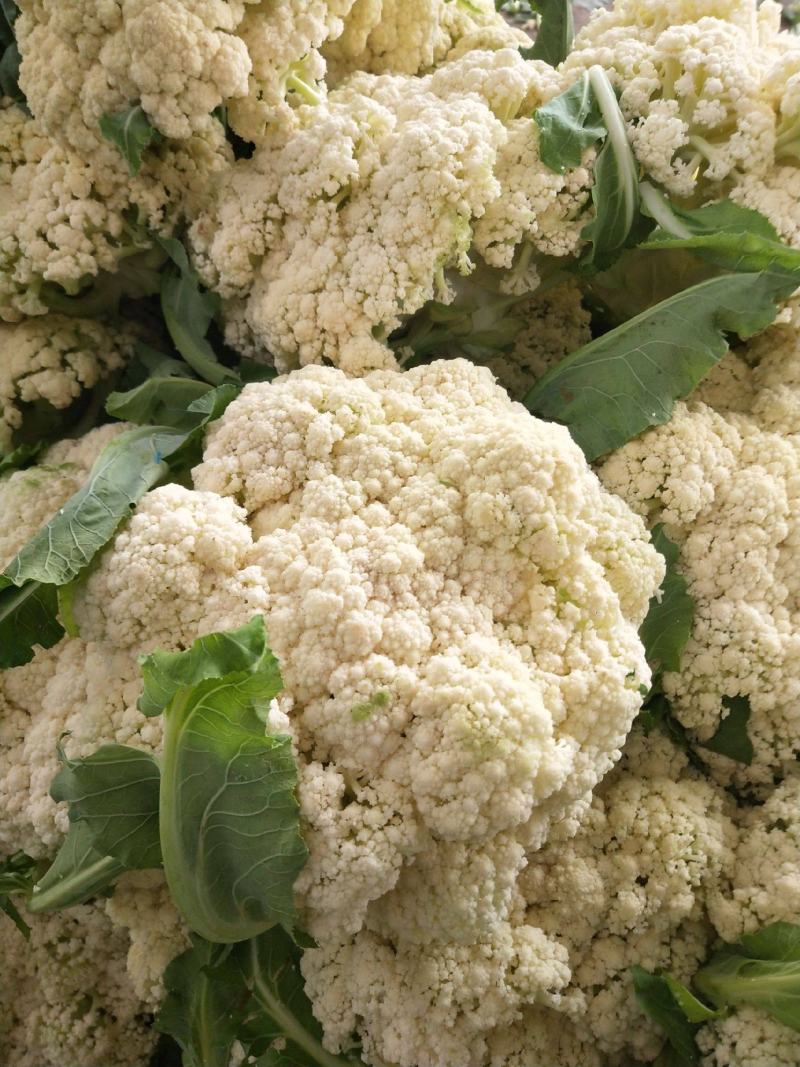 有机花菜开封松花菜大量上市价格便宜一手货源代发全国