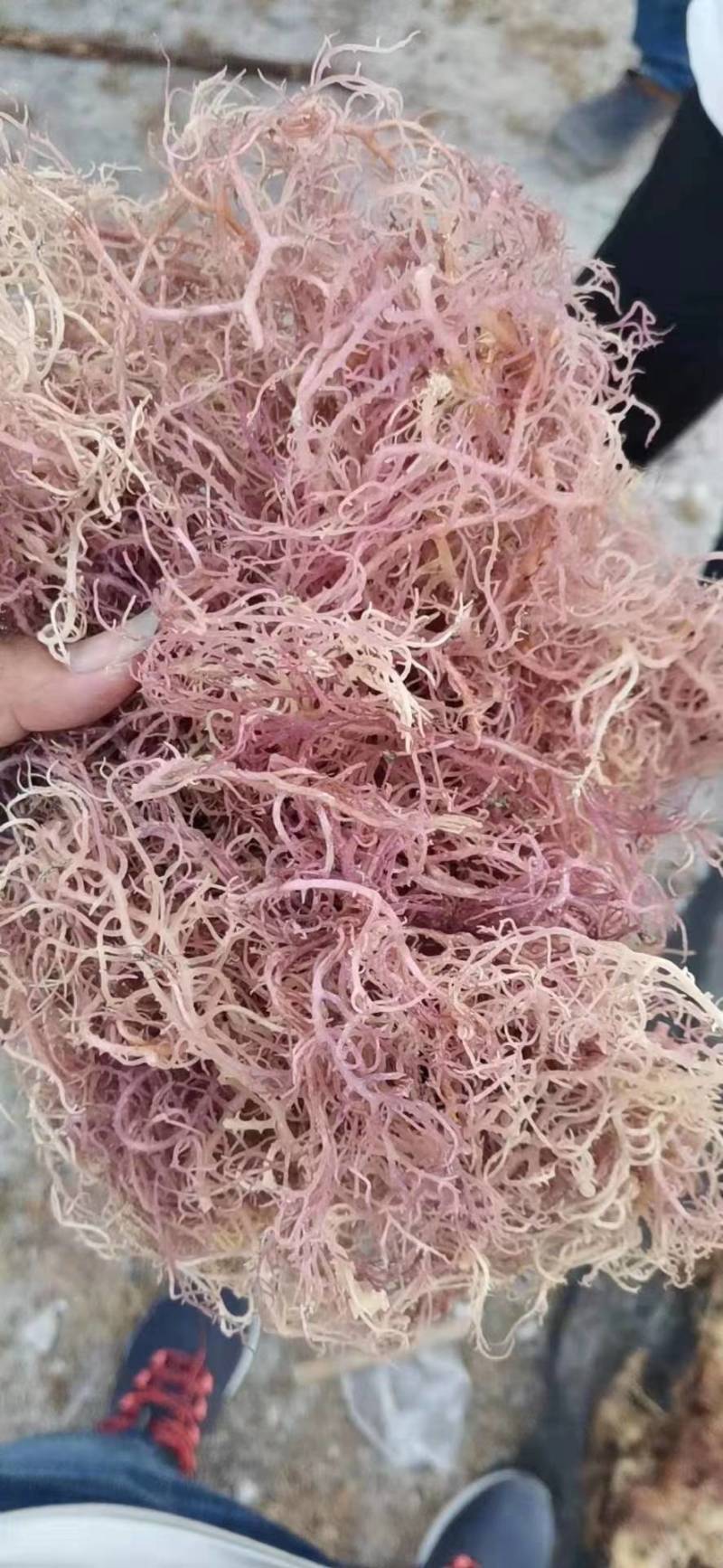 龙须菜（纯干鹿角菜海石花鹿角菜）海石花