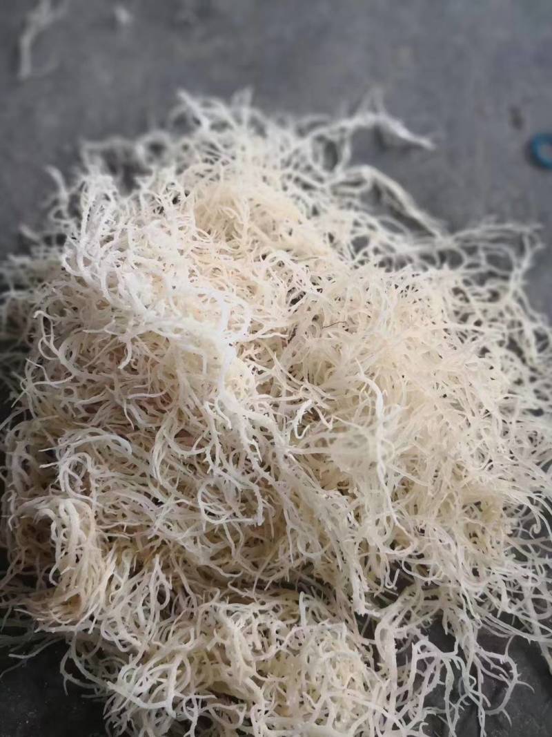 龙须菜（纯干鹿角菜海石花鹿角菜）海石花