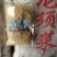 龙须菜（纯干鹿角菜海石花鹿角菜）海石花