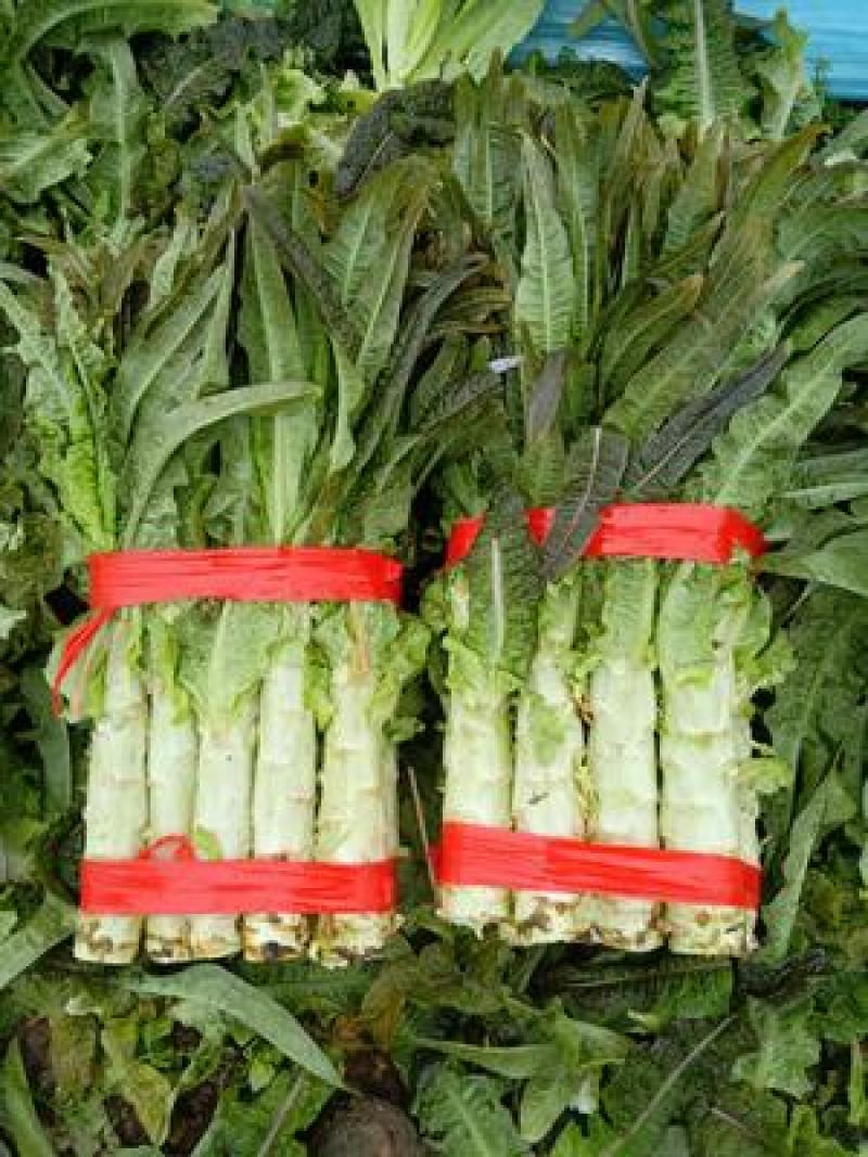 万亩红叶香莴笋，加工厂商超40～55公分无空心，一手货源