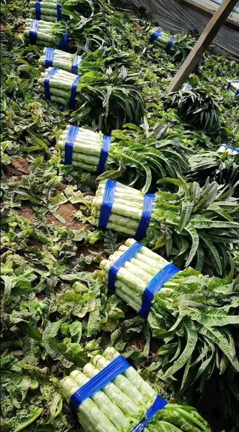 万亩红叶香莴笋，加工厂商超40～55公分无空心，一手货源