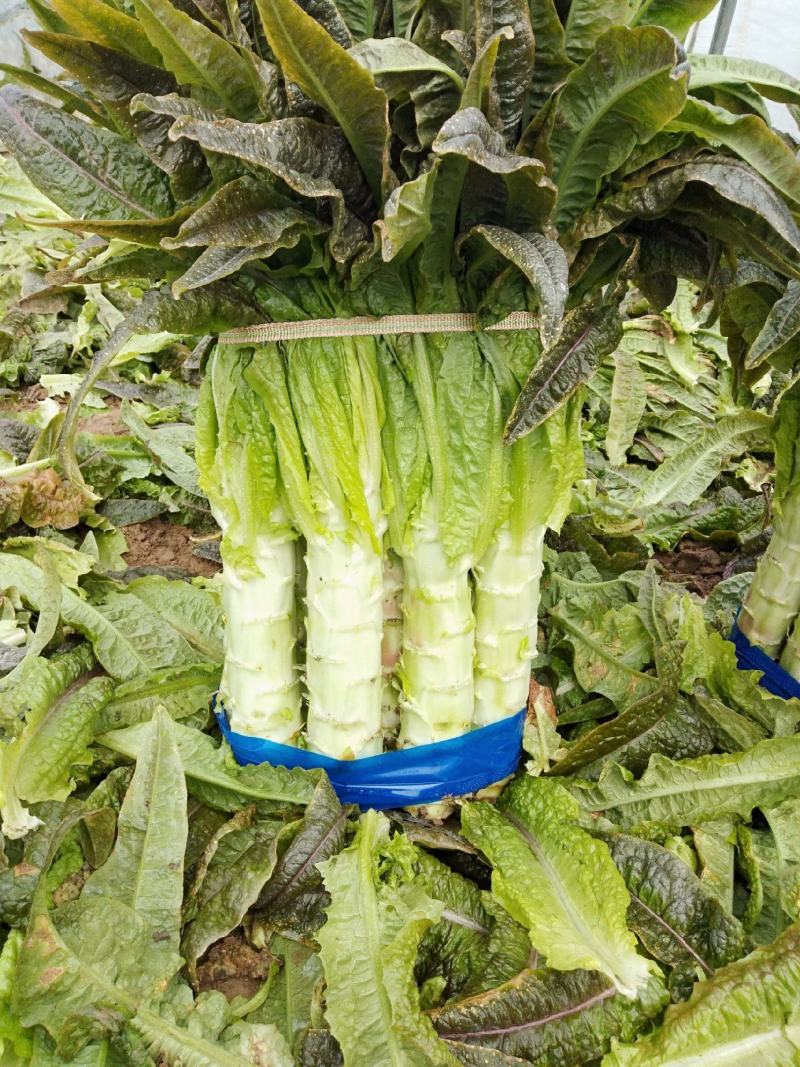 万亩红叶香莴笋，加工厂商超40～55公分无空心，一手货源