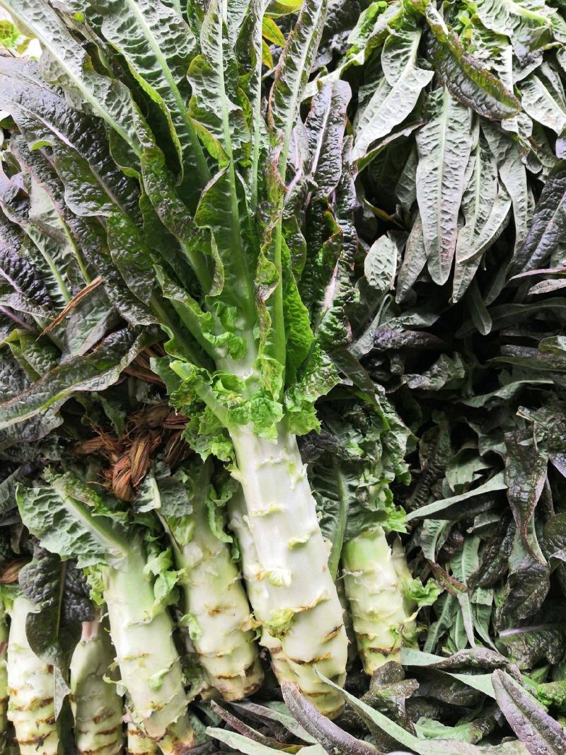 万亩红叶香莴笋，加工厂商超40～55公分无空心，一手货源