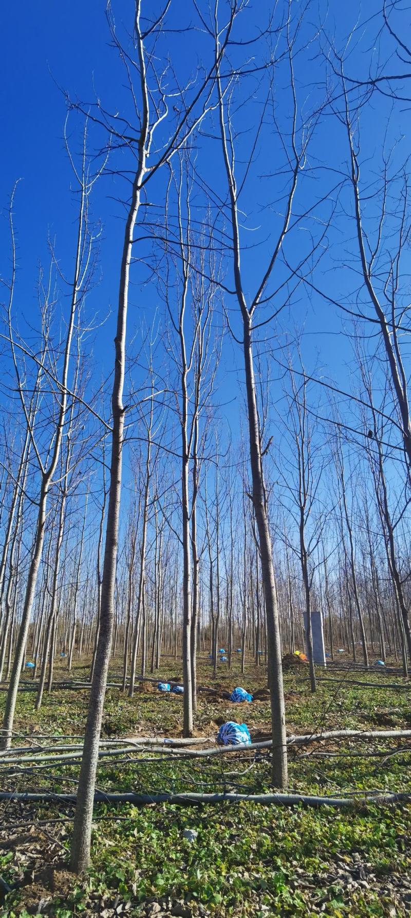 毛白杨，窄冠毛白杨10公分窄冠宽毛白杨