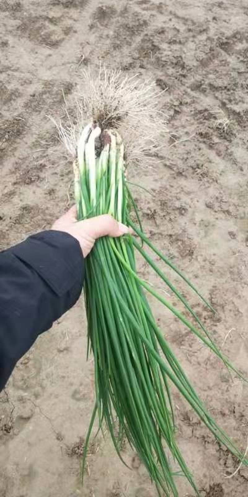【热卖】精品香葱，小葱基地一手货源，大量供应，价格美丽