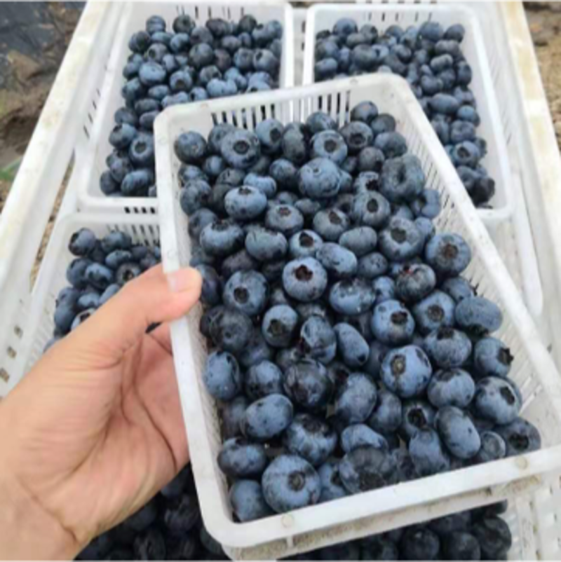 一件代发新鲜山地现摘蓝莓大果新鲜水果孕妇宝宝辅食整箱批发