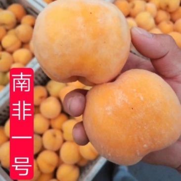 南非黄桃苗品质南非1--3号黄金冠桃苗