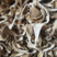 干平菇鲍鱼菇自然风干，营养健康。河北产地直供精品平菇