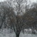 茶条槭丛生茶条槭3~10米高树型优美