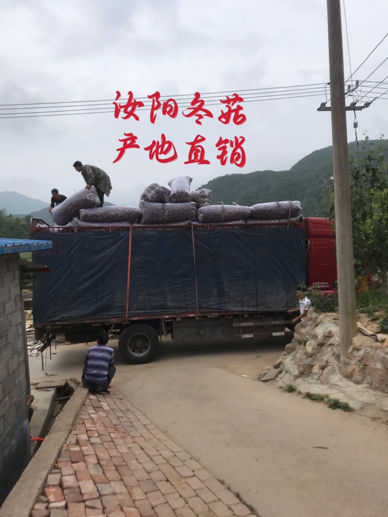 【推荐】河南精选干香菇通货肉厚剪脚食品厂电商专用一手货源