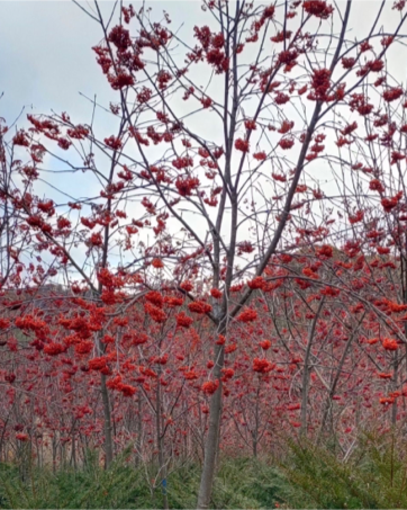 花楸树欧洲花楸红果花楸规格齐全价格优惠