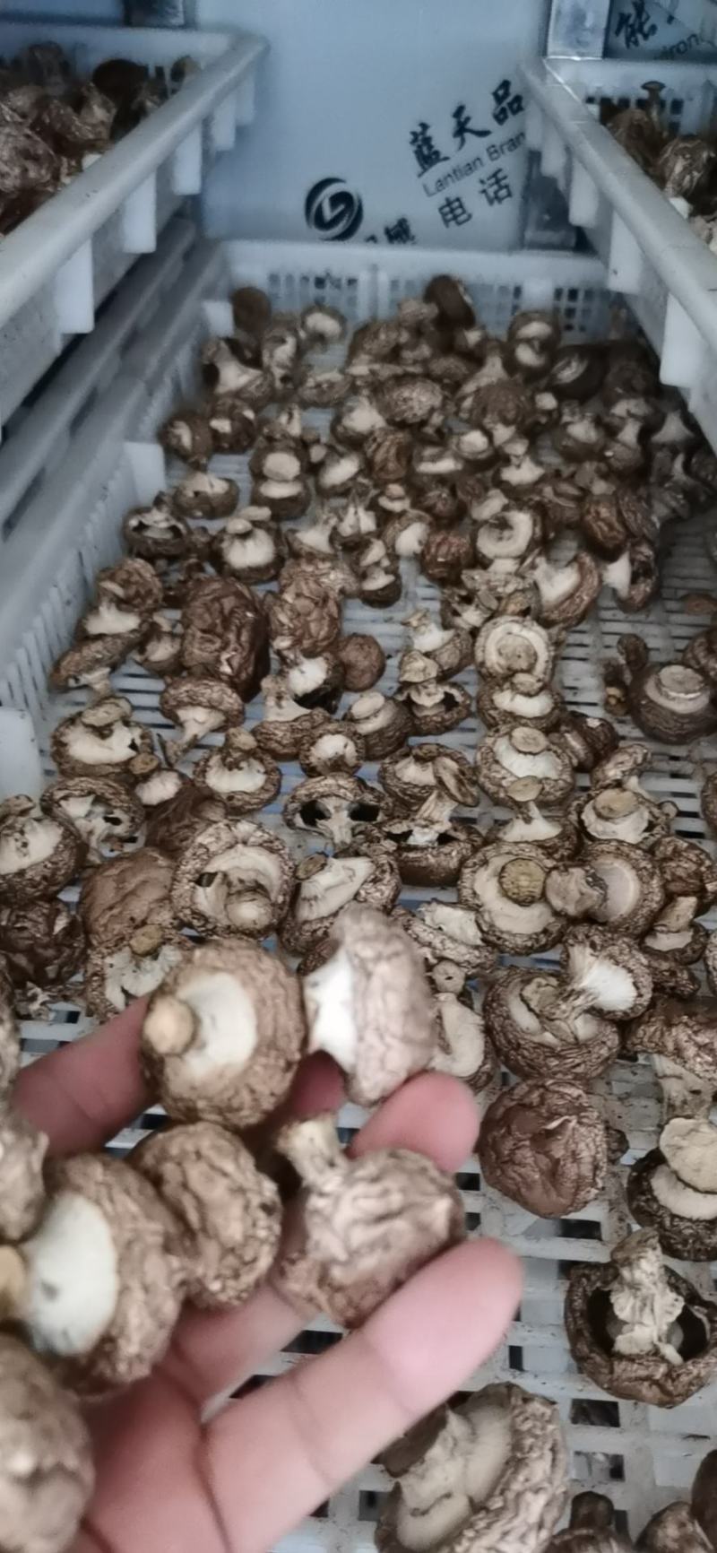 褐色双孢菇烘干量大优惠中