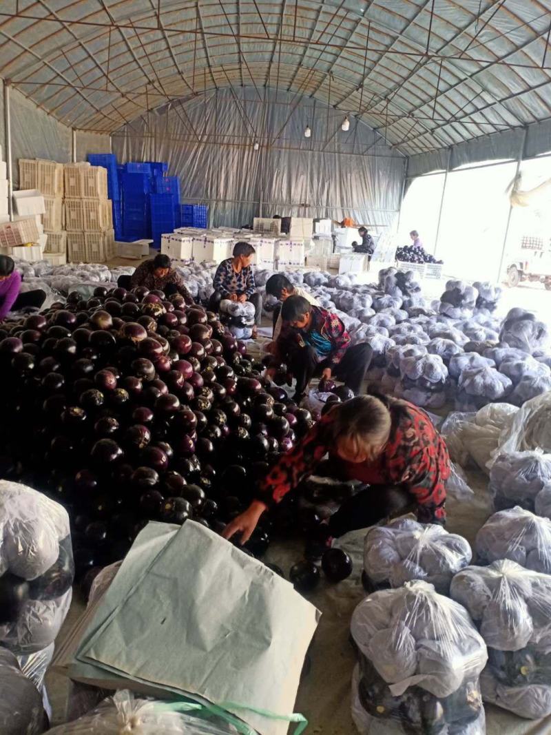 圆茄，圆茄子山东万亩圆茄产地，日走货40万斤电商市场食堂