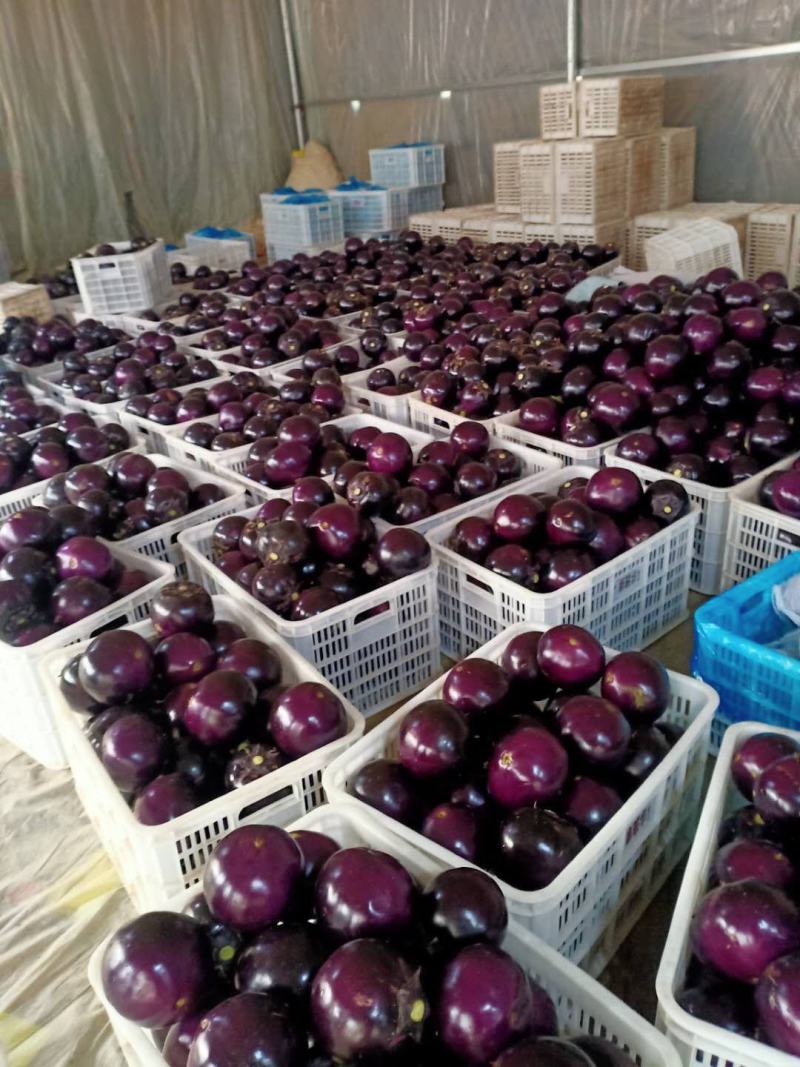 圆茄，圆茄子山东万亩圆茄产地，日走货40万斤电商市场食堂
