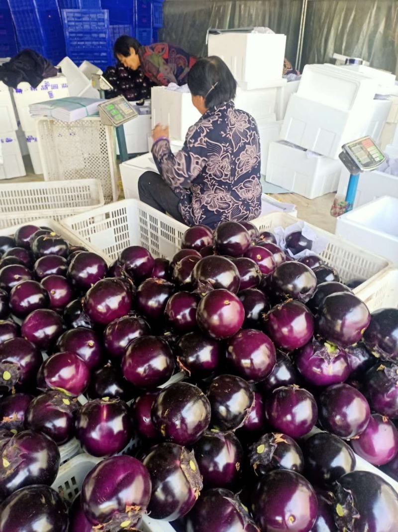 圆茄，圆茄子山东万亩圆茄产地，日走货40万斤电商市场食堂