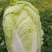 淮阳区白菜