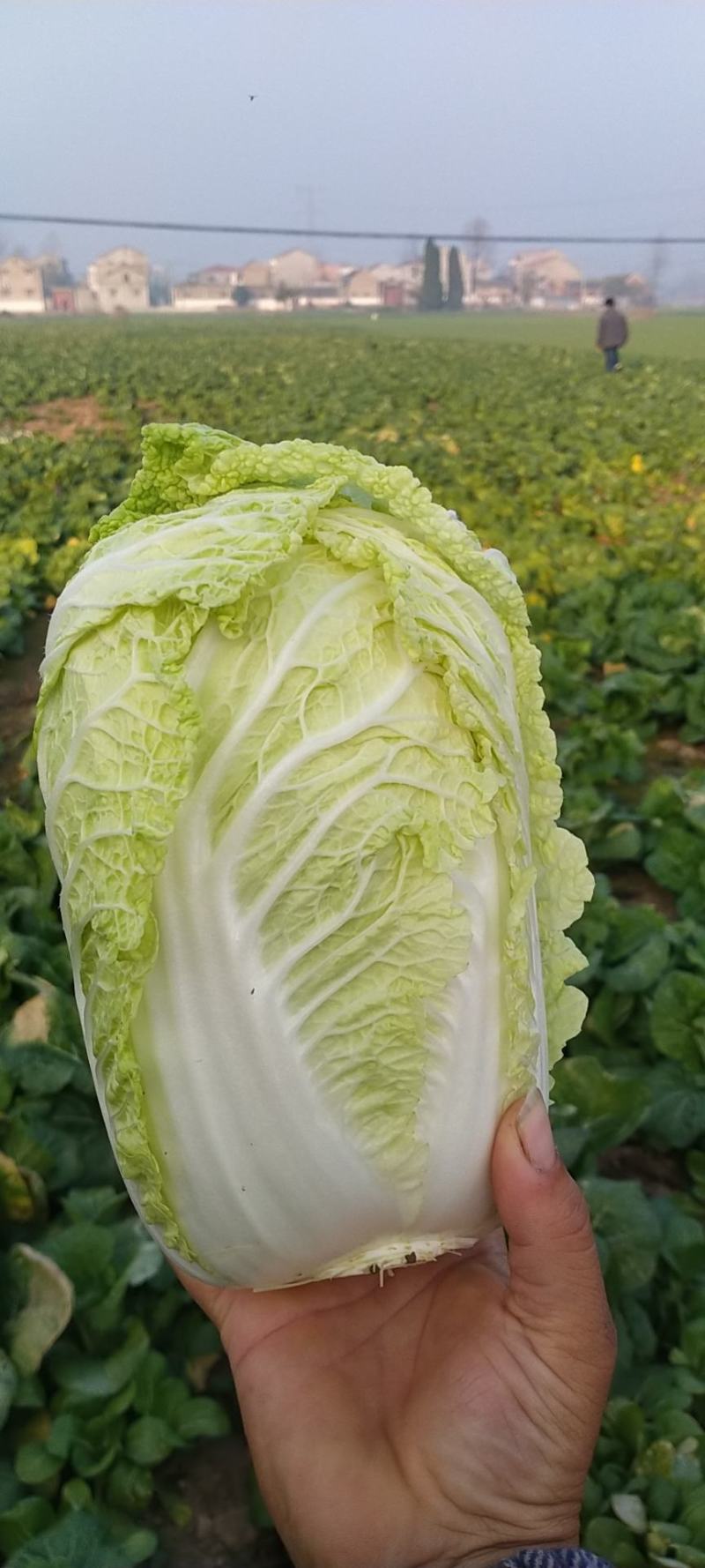 淮阳区白菜