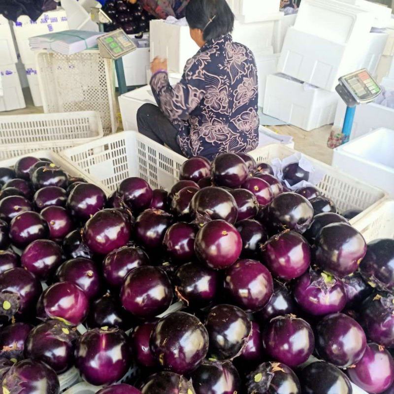 圆茄，圆茄子山东万亩圆茄产地，日走货40万斤电商市场食堂
