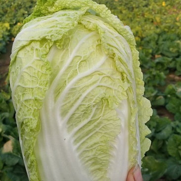 淮阳区白菜