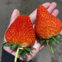 丹东九九草莓、基地直发货、自家种植