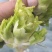 精品儿菜，万亩基地，大量上市，保证质量，代发全国。