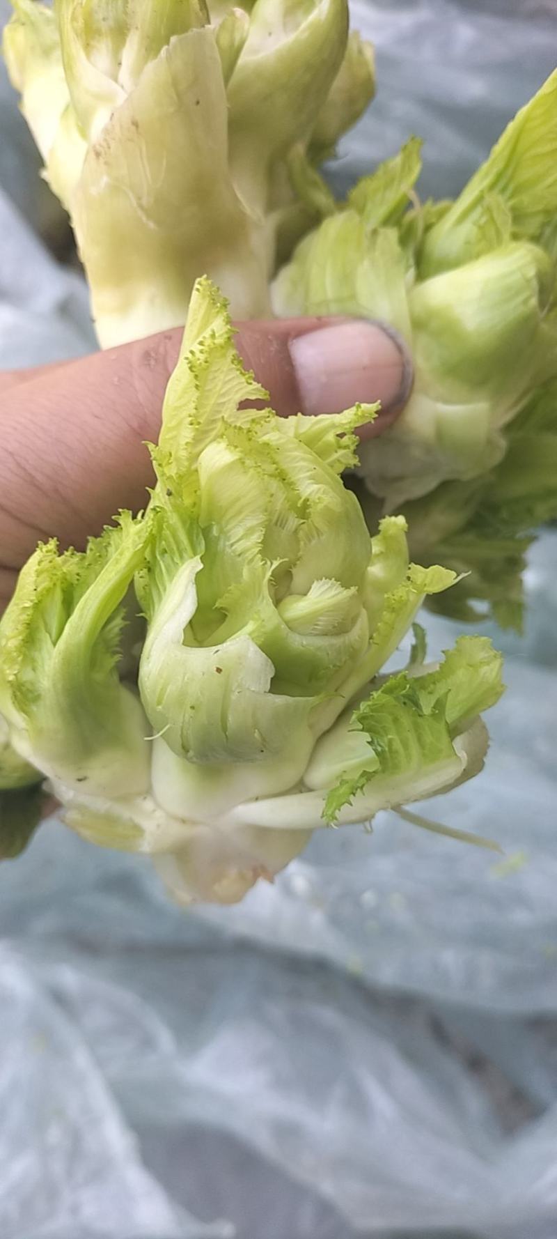 精品儿菜，万亩基地，大量上市，保证质量，代发全国。