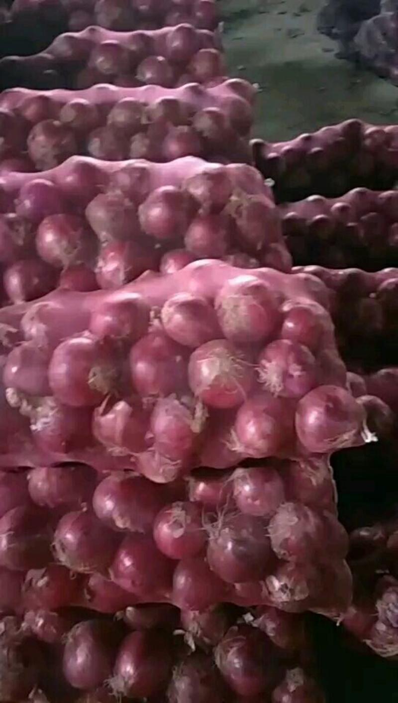大量供应金乡冷库各种规格紫皮圆葱精品原包都有