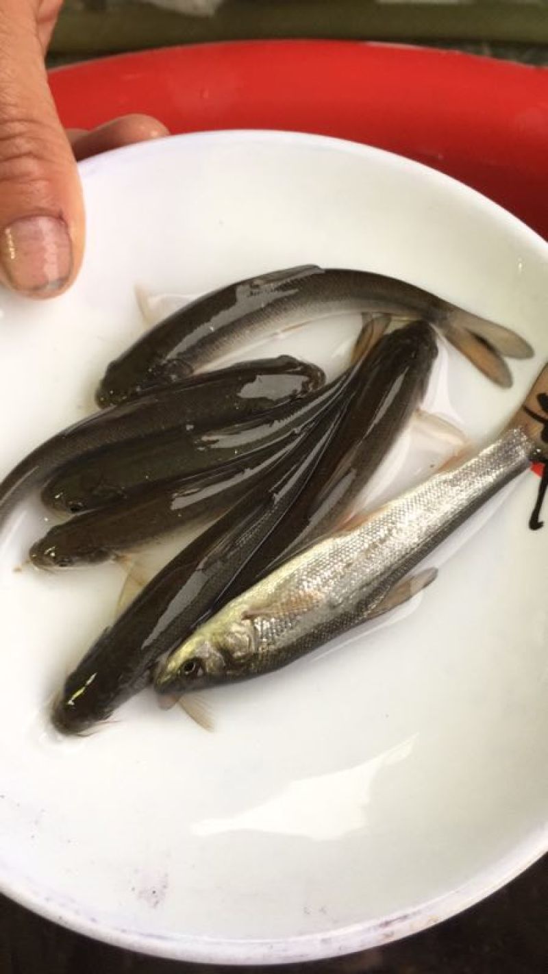 银鳕鱼苗，技术指导，直接运输，科学运输。保证成活率。