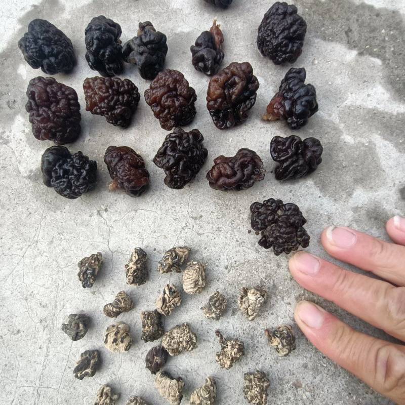 核桃菌，猴脑菌预制菜用，加工厂核桃菌双拼供应商核桃菌猴脑