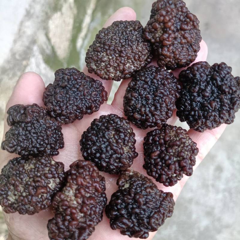 核桃菌，猴脑菌预制菜用，加工厂核桃菌双拼供应商核桃菌猴脑
