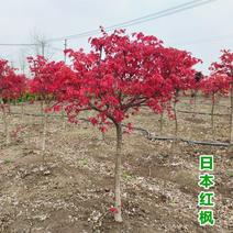 正宗日本红枫树苗盆栽植物四季庭院红舞姬中国红枫小苗三季红