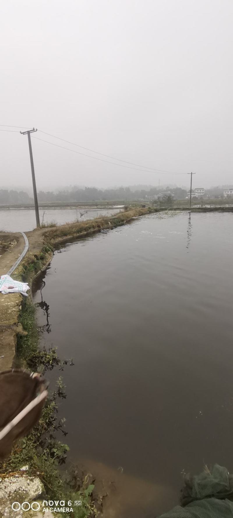 云南黄辣丁苗，基地直销，成活率高。提供技术指导。