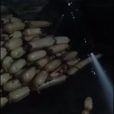 湖北省洪湖市精品莲藕，物美价廉，货源充足，欢迎新老户口前