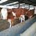 西门塔尔牛十头送一头免费提供养殖技术标价即是实价