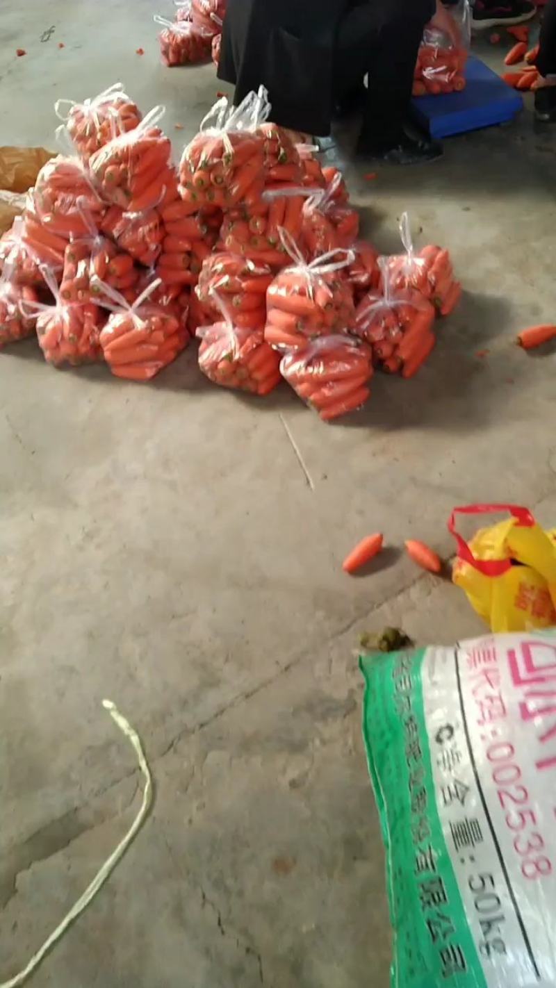 安徽萧县胡萝卜，中条，小条，基地直供保质保量诚信经营