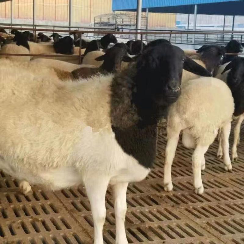 纯种黑头杜波绵羊，头胎怀孕羊怀孕2-3个月带羔
