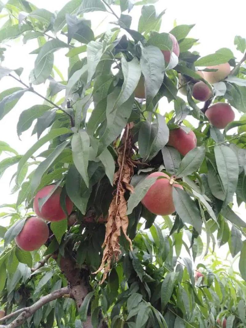 桃树苗血桃树苗自家基地种植保证正品死苗包赔欢迎
