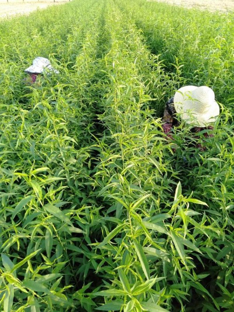 桃树苗血桃树苗自家基地种植保证正品死苗包赔欢迎