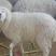 纯种小尾寒羊怀孕母羊羊羔厂家直销种公羊