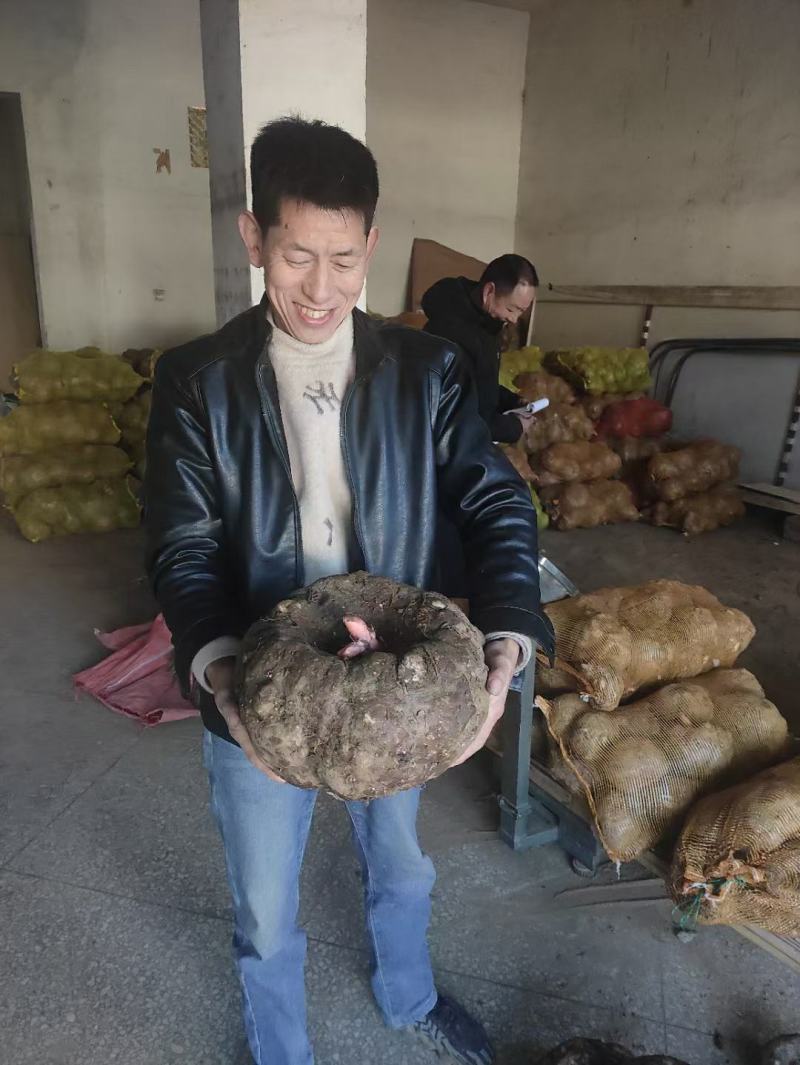 陕西商洛优质商品大魔芋产区直供全国发货
