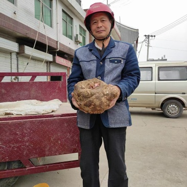 陕西商洛优质商品大魔芋产区直供全国发货